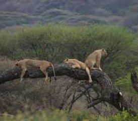 4-Daagse Safari naar Lake Manyara, Serengeti en de Ngorongoro-krater in Tanzania - Photo 5