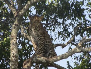 7 Day Kenya Safari Expedition through Masai Mara, Lake Nakuru, Naivasha, and Amboseli