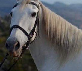 5 Day Captivating Horse Riding Holiday in Lanjaron, Granada - Photo 5