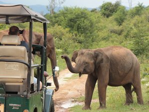 5 Days Fascinating Sri Lanka Safari Bookallsafariscom - 