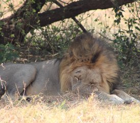 7-Daagse Safariplezier door Mababe in Botswana - Photo 2