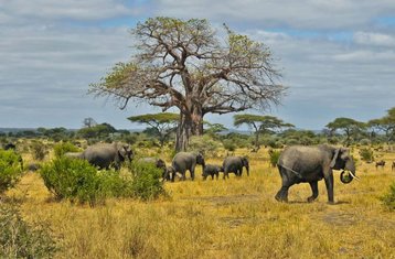 4 Day Tarangire, Manyara, and Ngorongoro Budget Safari Adventure in Tanzania