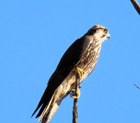 5 jours safari en autotour 4x4 au parc transfrontalier de Kgalagadi, Afrique du Sud - Photo 4