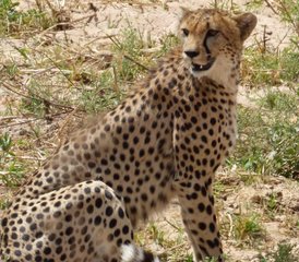 6 jours en stage de safari à Udzungwa, Ruaha et au parc national de Mikumi depuis Dar es Salaam, Tanzanie - Photo 3