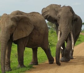 68 jours en stage de safari au parc national de Mikumi, au parc national de Ruaha et au parc national de Nyerere, en Tanzanie - Photo 1