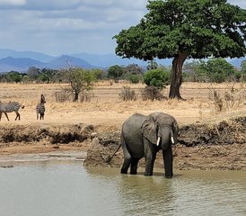 2 jours séjour safari à Mikumi au parc national de Mikumi, Tanzanie - Photo 4
