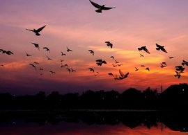 Chandigarh Retreats & Trips