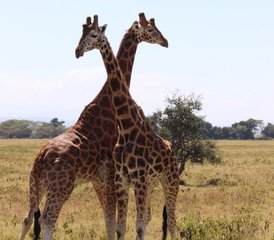 3-Daagse Safari in Kenya: Beste van Tsavo Oost en West Avontuur in de wildernis - Photo 2