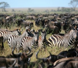 3-Daagse Begeleide Safari in Taita Hills Wildlife Sanctuary en Ngutuni Game Sanctuary in Kenia - Photo 2