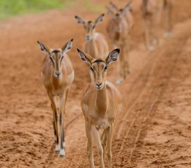 7 Day Private Safari the Best of Tanzania With Sustainable Approach to Travel - Photo 5