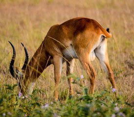 2 jours en stage de safari dans le parc national Queen Elizabeth, Ouganda - Photo 2