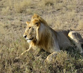 2-Daagse Groeps Budget Tour in Amboseli National Park, Kenia - Photo 5