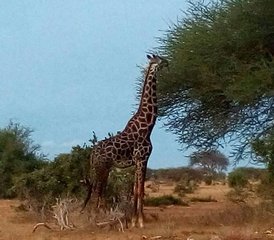 3-Daagse Safari naar Tsavo-Oost en Tsavo-West in Kenia vanaf Mombasa - Photo 5