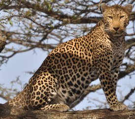 6 jours en stage de safari camping au Kenya - Photo 2