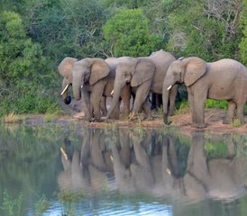 115 Day Luxury Wildlife Safari in Kenya - Photo 1