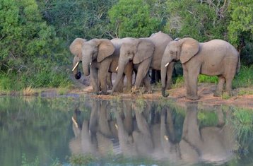 5 Tage Luxuriöse Wildtier Safari in Kenia 
