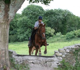 7 Day Horse Riding Holiday in Adare, Munster: Ireland’s Training and Trail Ride - Photo 2