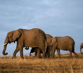 3 Tage Tsavo West Nationalpark Safari in Kenia - Photo 4