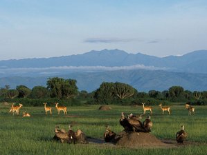 16 Days Cultural Safari in Uganda and Rwanda