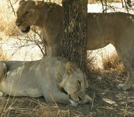 5 jours safari rêve d’astronome au Serengeti, Ngorongoro et Tarangire, Tanzanie - Photo 3