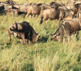 5 Tage Luxuriöse Zeltlodge Safari in den Serengeti, Ngorongoro Krater und Tarangire Nationalparks - Photo 4