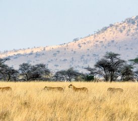 7-Daagse Schoonheid van de Northern Circuit Safari Comfortreis in Tanzania - Photo 5