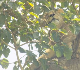 10 Tage Uganda Wild Safari Urlaub - Photo 3