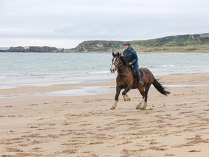 5-Daagse Op Maat Gemaakte Klassieke Paardrijavontuur aan de Causeway Kust in Ierland, Ierland