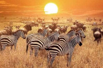 5 Day Masai Mara, Lake Nakuru, and Lake Naivasha Economy Safari Tour in Kenya