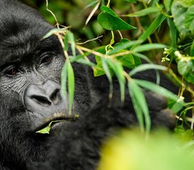 108 días de safari de trekking para ver chimpancés, gorilas y monos dorados en Uganda - Photo 1