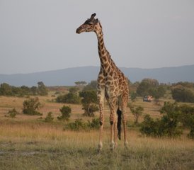5 Day Exclusive Private Safari in Kenya: Masai Mara, Lake Nakuru, and Lake Naivasha Adventure - Photo 4