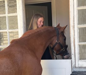 6 Day Residential Horse Riding Holiday for Girls Aged 8 to 15 Years Old in West London - Photo 3