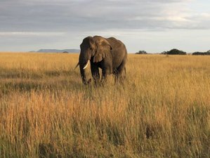 6 Day Mid-range Tanzanian Safari in Lake Manyara, Serengeti, Ngorongoro Crater, and Tarangire