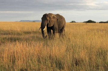 6 Day Mid-range Tanzanian Safari in Lake Manyara, Serengeti, Ngorongoro Crater, and Tarangire