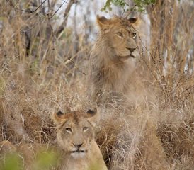 92-Daagse Big Five Safari in Kruger National Park, Zuid-Afrika - Photo 1