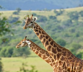 7 días de safari en Ruanda con trekking de gorilas, trekking de monos dorados y safari en vehículo por Akagera - Photo 4