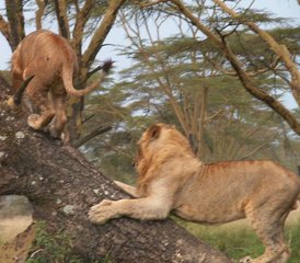 5 Day Safari Adventure through Aberdares, Lake Nakuru, and Masai Mara in Kenya - Photo 2