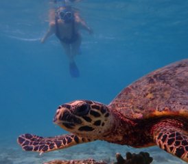 8 jours en stage de yoga : arrivez et revivez sur l’île aux fruits de Thoddoo, Maldives - Photo 3