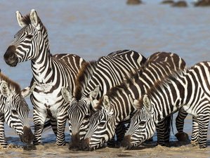 4 Day Budget Group Safari in Masai Mara and Lake Nakuru National Park, Kenya