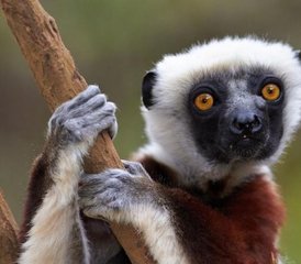 27-Daagse Lemur Safari Tour in Madagaskar - Photo 1