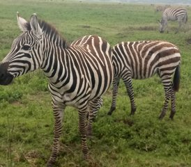 113 Tage Gruppen-Camping-Safari im Tarangire Nationalpark, Ngorongoro Krater und Lake Manyara - Photo 1