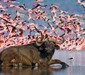 5 jours safari animalier privé à Ol Pejeta, au lac Nakuru et au Maasai Mara, Kenya - Photo 5