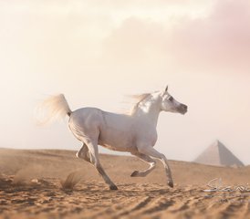 8 Tage Palmen, Pyramiden und Pharaonen Reiturlaub in Kairo, Luxor und dem Roten Meer in Ägypten - Photo 3