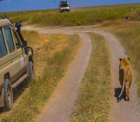 93 Day Tanzania Safari From Zanzibar: Explore Tarangire, Lake Manyara, and Ngorongoro Crater - Photo 1