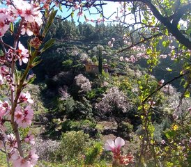 08 jours en stage privé de yoga de détox et purification à l'oasis florale de Vidyamor à La Palma, Espagne - Photo 1