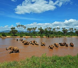 103 jours en stage de safari dans la réserve nationale de Samburu, Kenya - Photo 1