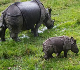 4 jours circuit jungle et faune sauvage à Chitwan, Népal - Photo 3