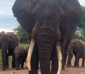 6 días de safari en Tanzania y Kenia en Serengeti, el cráter de Ngorongoro y Amboseli - Photo 3