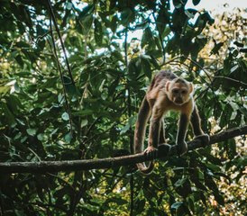 106 Day Ecuadorian Rainforest Exploration in Yasuní National Park with Parrot Clay Lick Visit - Photo 1