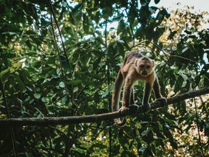 6 Day Ecuadorian Rainforest Exploration in Yasuní National Park with Parrot Clay Lick Visit